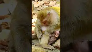 #babymonkeylove#babymonkeylife#Funny baby monkey#monkeybaby #cute #monkey #Leo  #babycute  #animals