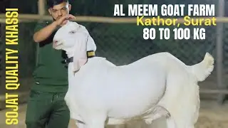 SOJAT TOP QUALITY PINK HEAVY KHASSI | AL MEEM GOAT FARM | SURAT , GUJARAT