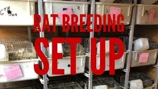 Rat breeding set up