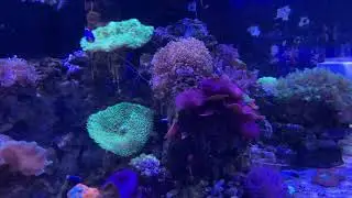 Saltwater aquarium at chicago reptile house