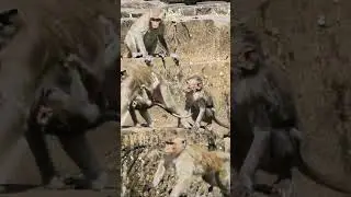 02-21-26 update newborn Wild monkey of Mom in Amber Group  129