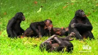 Wild Wives of Africa   Bonobo Love