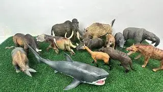 🦣 ASMR Cenozoic Animal Figure Unboxing  CollectA, Konik Mojo & Derri Animals
