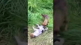 Otter Titi Playing With Merdogs In The Forest Land