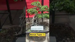 #bonsaitrees #bonsai #explorebangalore #nammabengaluru #cubbonpark #travelvlog #naturetrails #plants