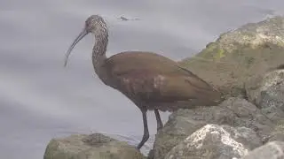 White-faced Ibis
