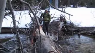 Pepper Crossing a Creek in Ski Boots on the Sierra Ski Trip