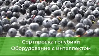 Сортировка ягод (голубика, черника) от Green Sort