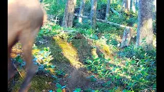 Cougar hunting Elk in Western Washington