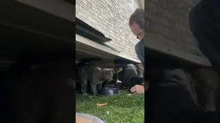 Feeding the community cats #Wilgus #Warehouse #kittycats