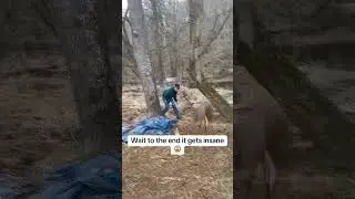 Deer Rescue Mission Goes Wild!