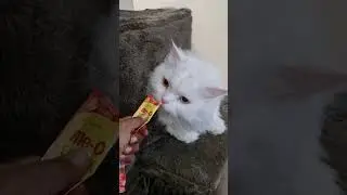 Adorable guest cats #catvideos 