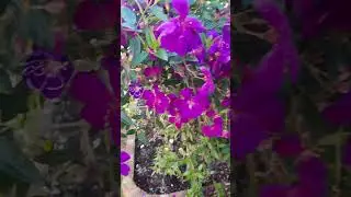 #melastoma/#beautifulflowers/#flowerlovers/#lovelyflowers/#violet flowers