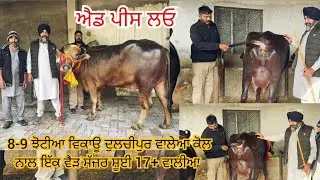 27 December 2025 ਫੋਨ 81463-36725 👈 8-9 ਗਾਂਵਾ ਵਿਕਾਊ ਪੂਰੀਆ ਘੈਂਟ ਘੈਂਟ ਦੁੱਧ ਵਾਲੀਆ ਝੋਟੀਆ 