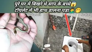 पुरे घर में बिखरे थे सांप के बच्चे | Baby Snakes Rescue in Toilet 🫣 | Snake Info