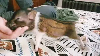 Heavy Metal Piglet