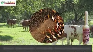 CALCURE GEL- Instant Energy Drink For Animal