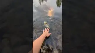 Fat fall bluegill #bluegigi #bluegill #fishrelease #fishing #fish #bluegillfishing #pussy