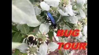 Homestead Bug Tour | Satoyama Homestead