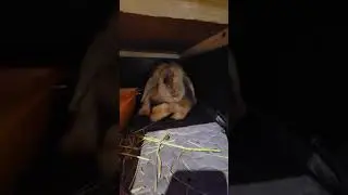 Chunky baby bunny legs