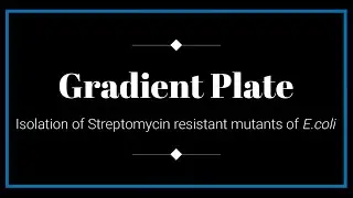 BSC ( Sem - 5 )  Isolation Of Streptomycin Resistant Mutants Of Ecoli By Gradient Plate Method