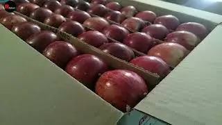 pear 🍐 or apple 🍎 packing