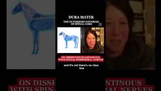 Beyond Bones: The Dura and Spinal Nerve Continuum