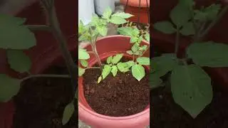 Tomato technique to accelerate production with more roots #tomato #plantcare #viral #trending