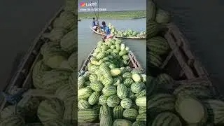 Dher saare tarboos