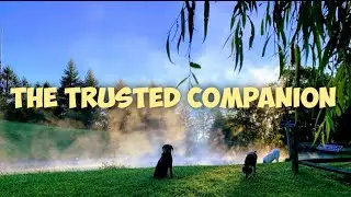 The Trusted Companion is a Dog Training Company in the Shenandoah Valley