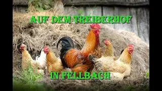 Auf dem Treiberhof in Fellbach Schmiden | sehr f&uuml;r Kinder geeignet