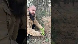 Редкий гриб - Волчий подарок