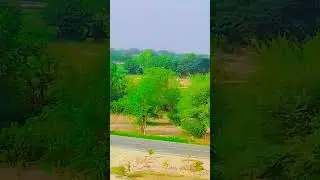 MNS university of agriculture multan