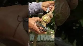 Best Cutting Skills, Abiu Tree #fruit #abiu #reels #fyp #shorts #usa #countryside