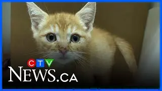 Foster families give SPCA animals a second chance