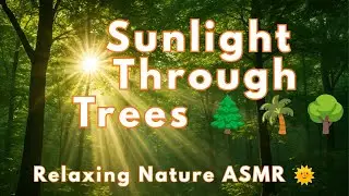 Relaxing Forest Ambience 🌲 Sunlight Through Trees & Gentle Breeze