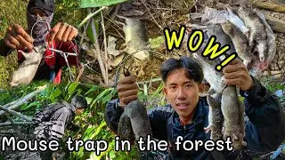 Catching Wild Rats in the Deep Forest &ndash; More Than Expected!
