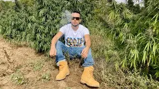 Eddie Grand CBD Prerolls