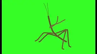 Distraction Dance but it&rsquo;s Henry Stickbug (green screen) - 10 minutes