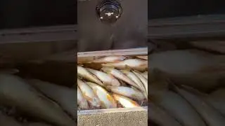 Limits #walleye #sauger #outdoors #fishing #fish #viral #shorts #minnesota #canada
