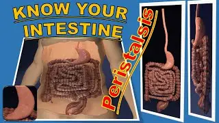 what is peristalsis - biology class11 I peristalsis means | food movement digestive : - peristaltic