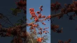 #viral #trending #ytshort #shortfeed #creatorshort #shortviral .