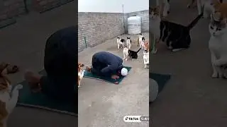 The cats see the man#shorts #cat