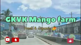 Visited GKVK Mango farm | Organic fresh mangoes in gkvk campus | Bangalore vlog