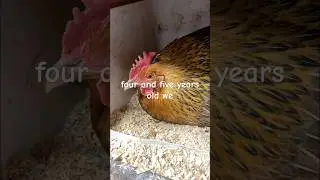 The truth about raising chickens. #shorts
