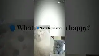 Happiness | cats #silly #sillypets