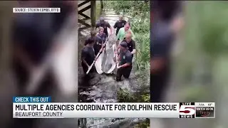 VIDEO: Rescue crews work together to rescue dolphin named &lsquo;Lucky&rsquo; in Bluffton