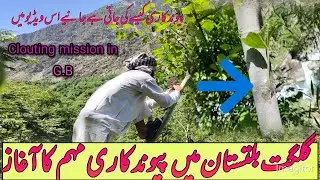 clouting mission in gilgit baltistan گلگت بلتستان میں پیوند کاری مہم کا آغاز ۔do you know  clouting?