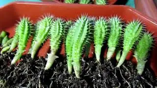 HOODIA GORDONII-Гудия Гордона -посев из наших семян.