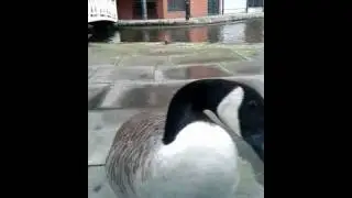 Code under goose attack!